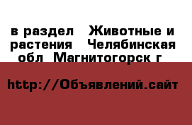  в раздел : Животные и растения . Челябинская обл.,Магнитогорск г.
